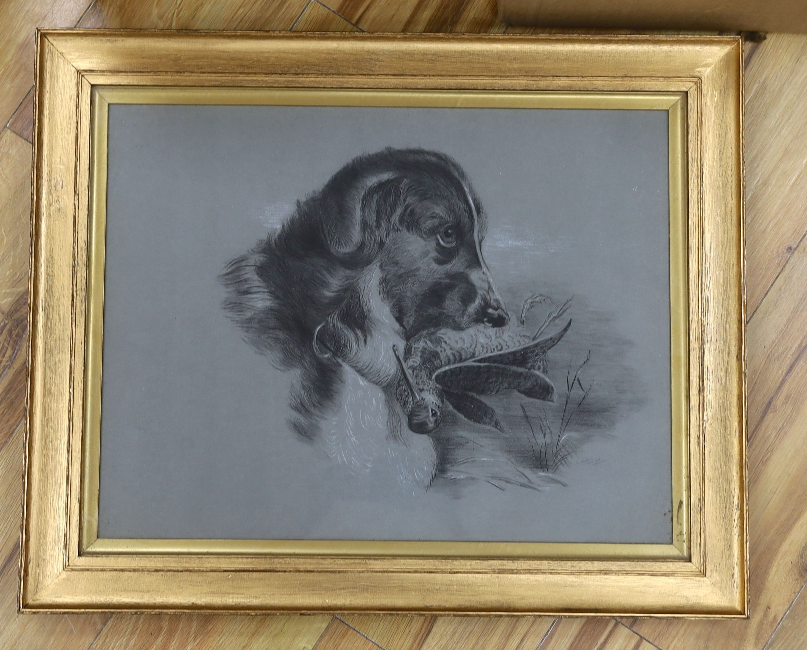 D. Stephens, pencil and chalk, Setter holding a snipe, signed and dated 1909, 38 x 49cm